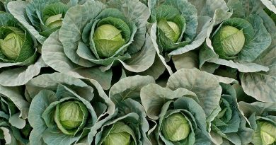 Cabbages