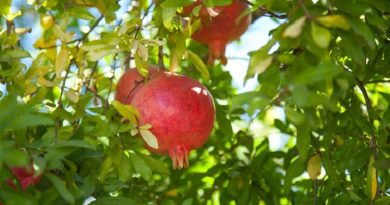 Pomegranate