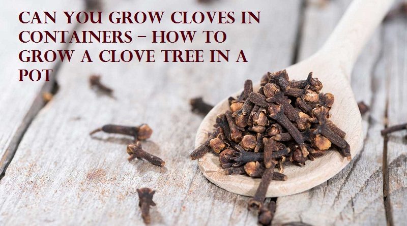 clove