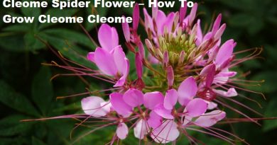 cleome