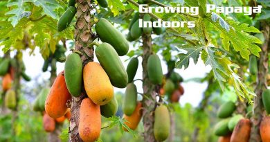 papaya