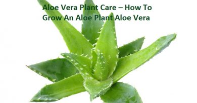 aloe vera