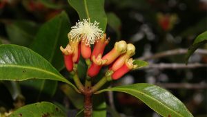 Cloves