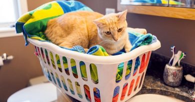 Two Reasons Not To Use Dryer Sheets For Your Pets