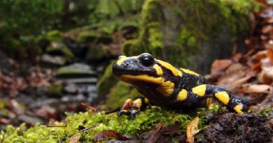 Fire Salamander Habitat, Behaviour Diet Reproduction And Toxicity