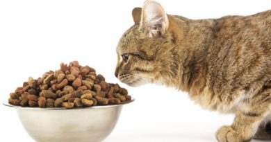 Myth Of Dry Cat Food