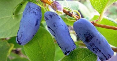 Honeyberries