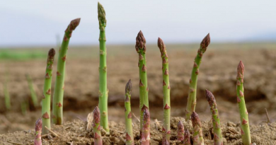 Asparagus