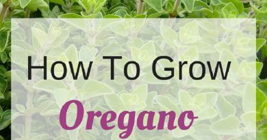 Oregano