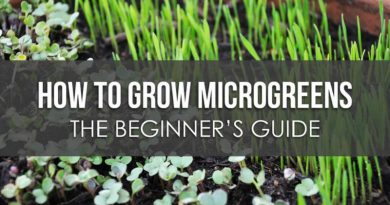 Microgreens