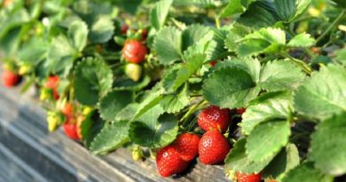 strawberries