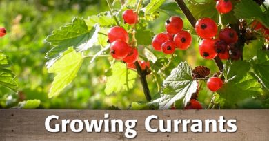 Redcurrant