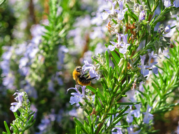 rosemary