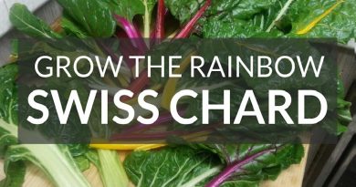 swiss chard