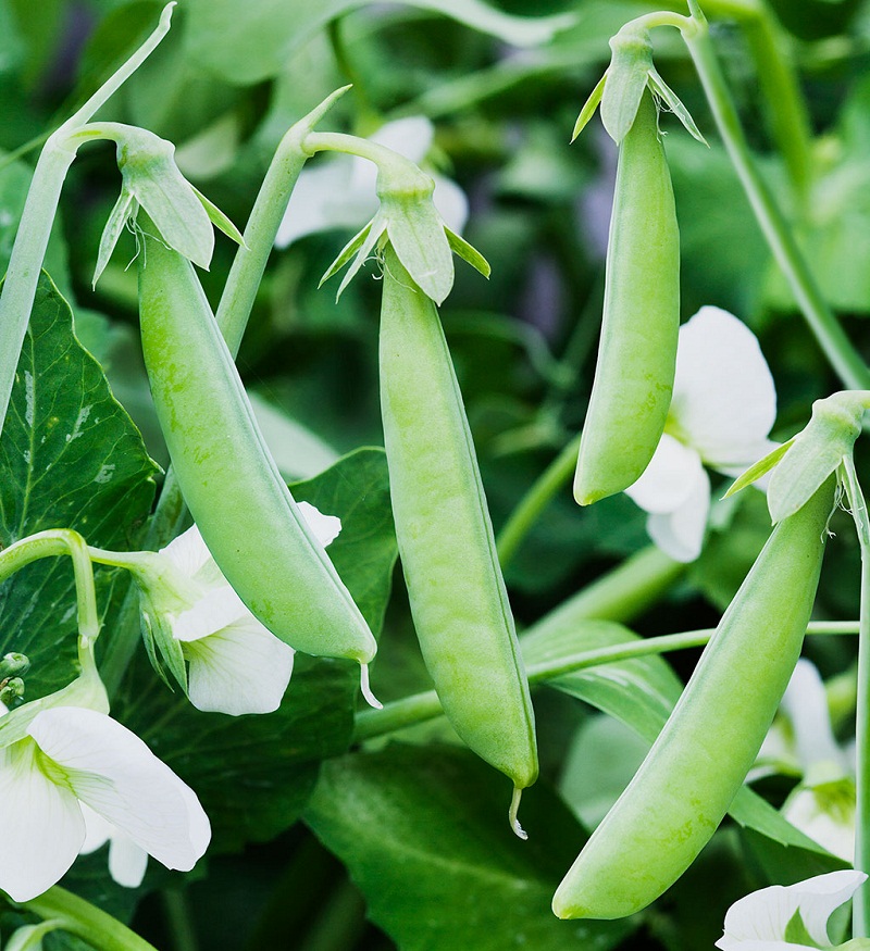 Green Peas