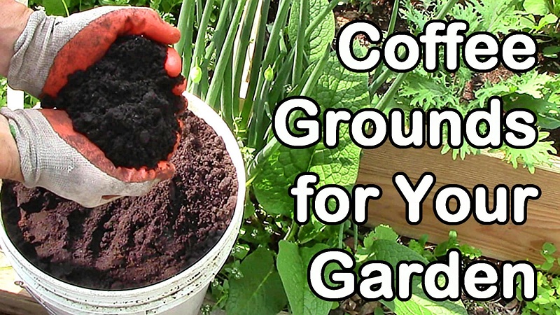 Coffee Grounds