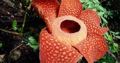 rafflesia