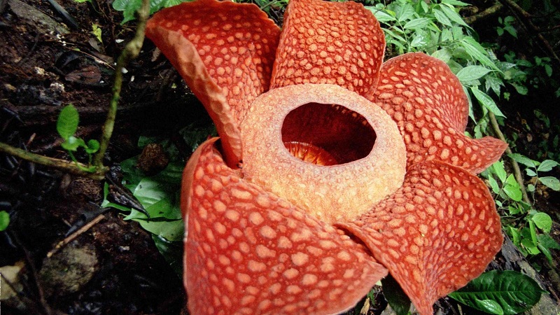 rafflesia