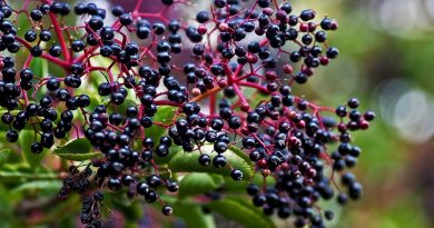 Elderberry