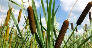 cattails