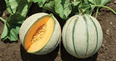 cantaloupes