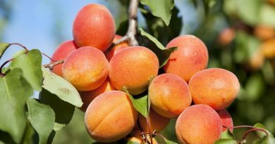 apricot