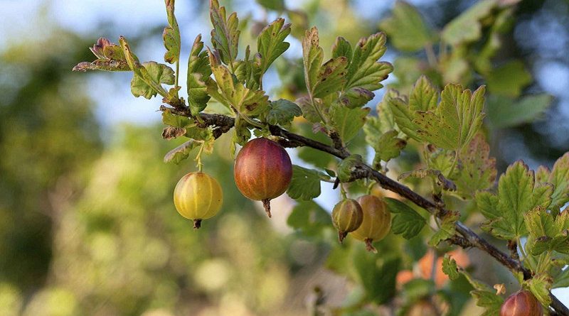Gooseberry