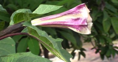 datura