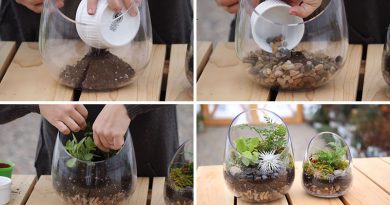 Terrarium