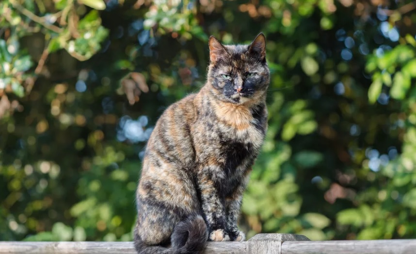 Tortoiseshell. Черепаховая кошка. Черепаховый окрас у кошек. Tortoiseshell Tawny Cat. Чистый кот.