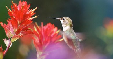 hummingbird