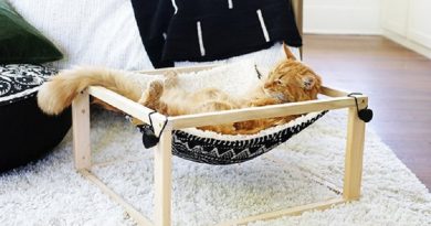 Kitty Hammock
