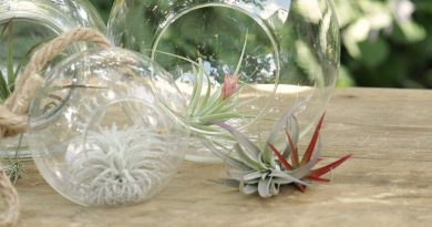 Air Plant