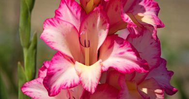 gladiolus