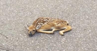 Fawn Lying On Road