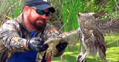 Owl Unexpected Gets Rescued