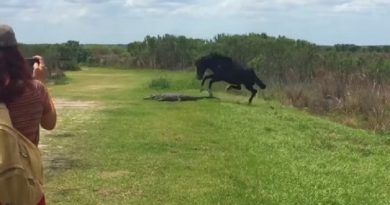 Attacks an Alligator