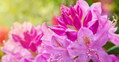 Rhododendrons