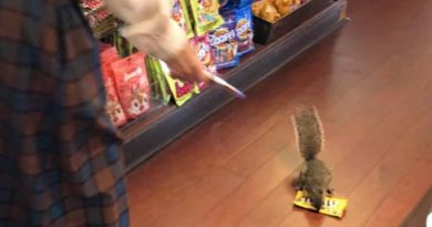 Sneaky Squirrel Gets Tired Of Gathering Nuts At Magic Kingdom, So Takes Matter Into His Own Hands (VIDEO)