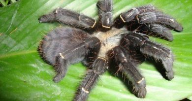 Phormingochilus Species of Spider