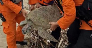 Saving Tsunami Stranded Turtles