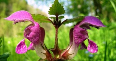 Lamium is an Excellent