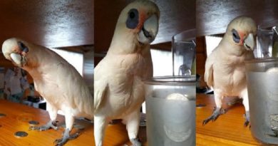 This Bird Threw The Funniest Tantrum Ever