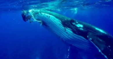 Whale Swims Up Diver And Refuses