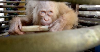 Orangutan Albino Brings