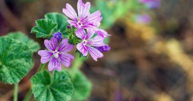 5 Backyard Weeds