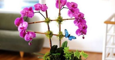 How To Grow Incredibly Gorgeous Orchids Indoors