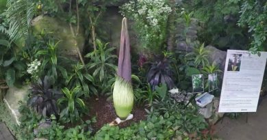 Blooms of Amorphophallus