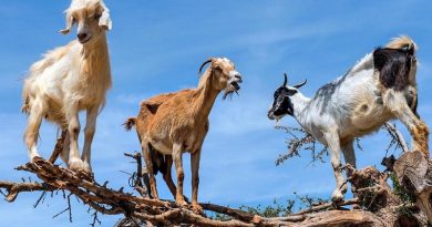 Goats Climbs