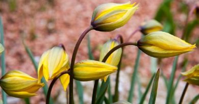 Tulips Return